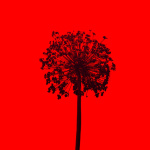 Related article thumbnail