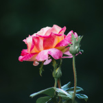 Related article thumbnail