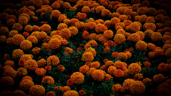 Множественная миелома