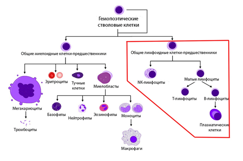 Схема кроветворения. Лимфоидная линия обведена в рамку.