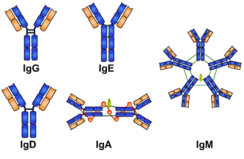 Опухолевые клетки при болезни Вальденстрема